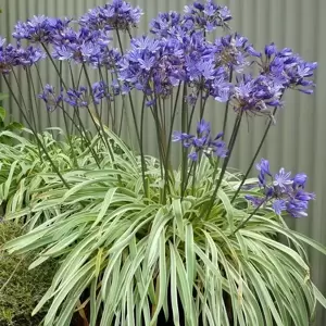Picture Credit - Fairweather's Nursery