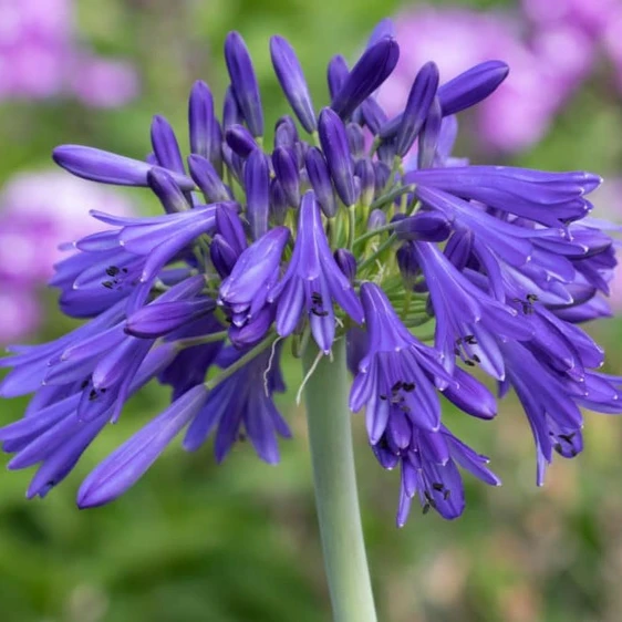 Image Credit: Fairweather's Nursery