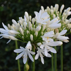 Image Credit: Agapanthus BV