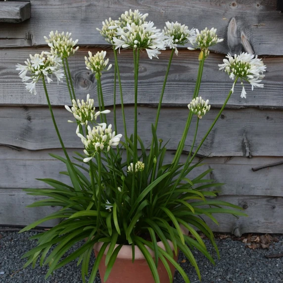Image Credit: Agapanthus BV