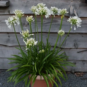 Image Credit: Agapanthus BV