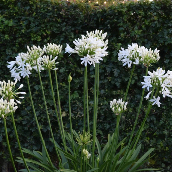 Image Credit: Agapanthus BV