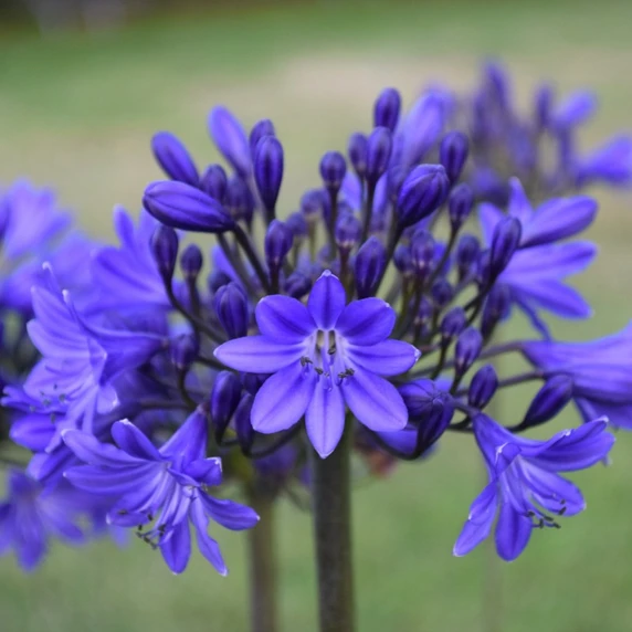 Image Credit: Agapanthus BV