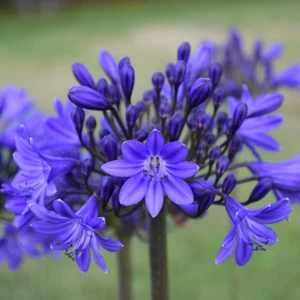 Image Credit: Agapanthus BV