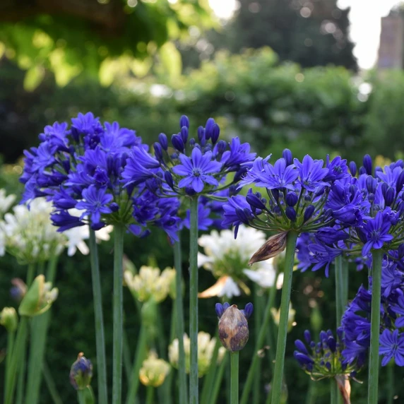 Image Credit: Agapanthus BV