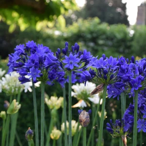 Image Credit: Agapanthus BV