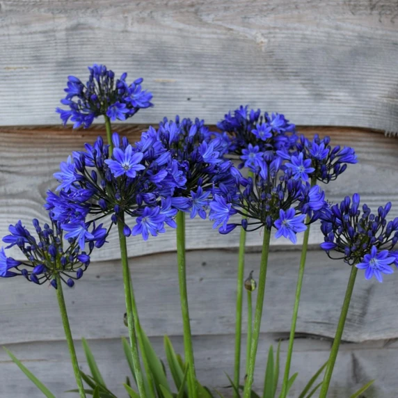 Image Credit: Agapanthus BV