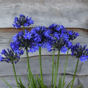 Image Credit: Agapanthus BV