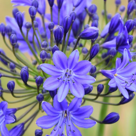 Image Credit: Agapanthus BV