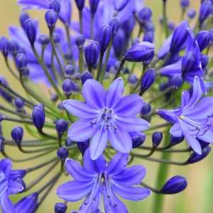 Image Credit: Agapanthus BV