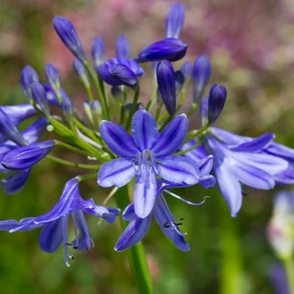 Agapanthus 'Lapis Lazuli' - image 1