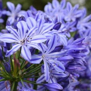 Image Credit: Agapanthus BV