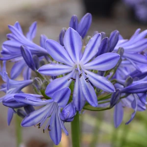 Image Credit: Agapanthus BV