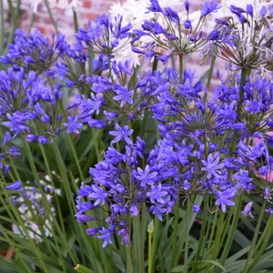 Image Credit: Agapanthus BV