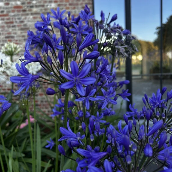 Image Credit: Agapanthus BV