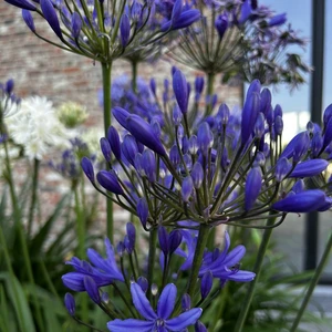 Image Credit: Agapanthus BV