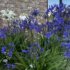 Image Credit: Agapanthus BV