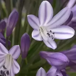 Agapanthus 'Megan's Mauve'