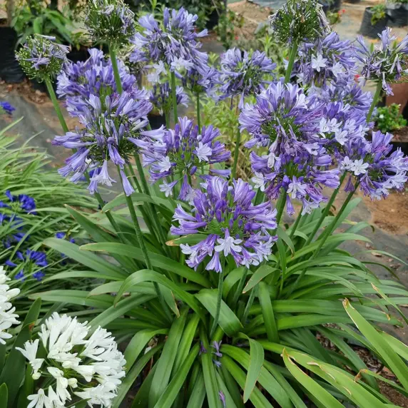 Image Credit: Plantipp BV®