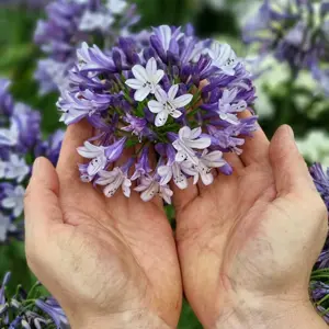 Image Credit: Plantipp BV®