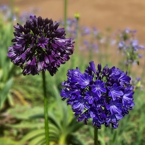 Picture Credit - Plantipp BV® A. 'Black Jack' & A. 'Midnight Sky'