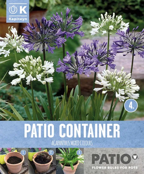 Agapanthus Mixed Colours