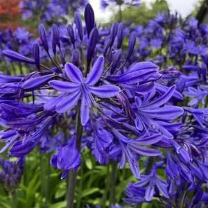 Agapanthus 'Navy Blue'