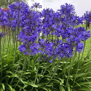 Agapanthus 'Navy Blue' 3L - image 2
