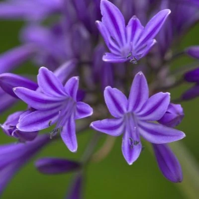 Image Credit: Fairweather's Nursery