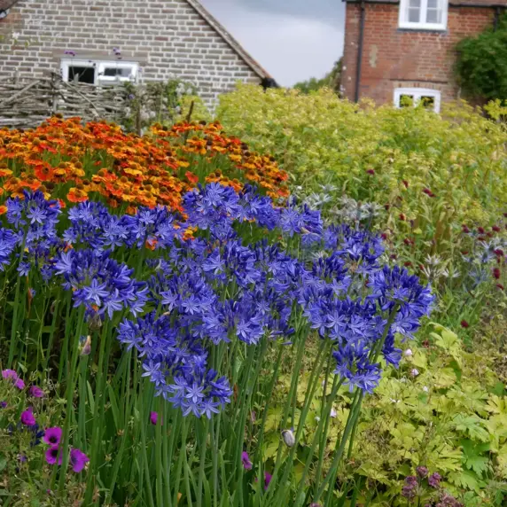 Picture Credit - Plantipp BV®