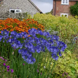 Picture Credit - Plantipp BV®