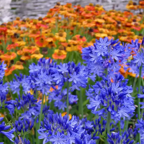 Picture Credit - Plantipp BV®