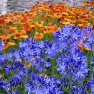 Picture Credit - Plantipp BV®