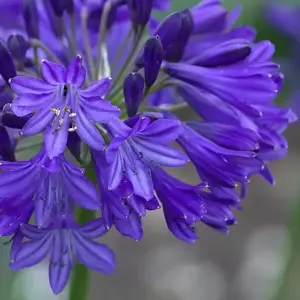 Picture Credit - Fairweather's Nursery