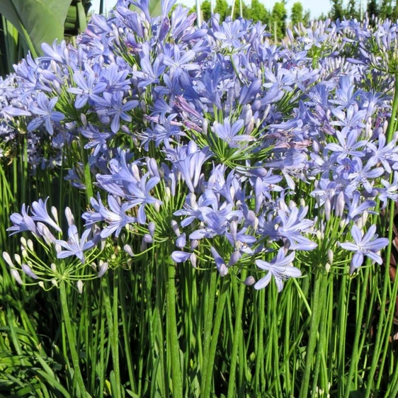 Agapanthus 'Peter Pan'
