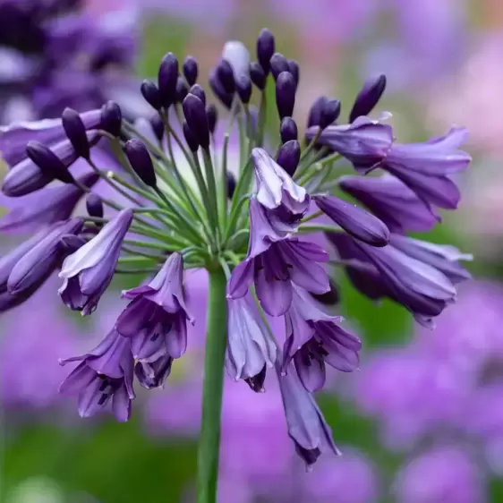 Agapanthus Everpanthus 'Poppin' Purple' 2L - image 1