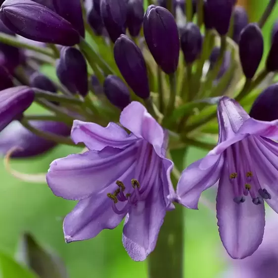 Agapanthus Everpanthus 'Poppin' Purple' 2L - image 3