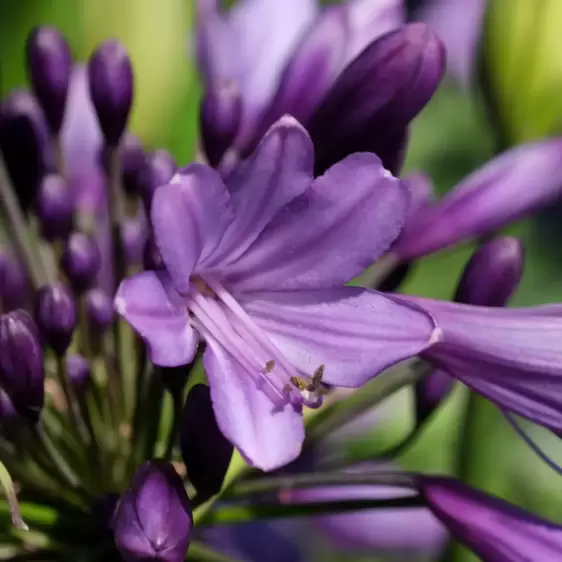 Agapanthus Everpanthus 'Poppin' Purple' 2L - image 2