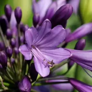 Agapanthus Everpanthus 'Poppin' Purple' 2L - image 2