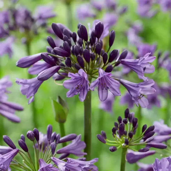 Agapanthus Everpanthus 'Poppin' Purple' 2L - image 4