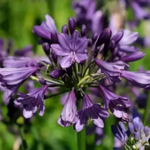 Agapanthus Everpanthus 'Poppin' Purple' 2L - image 5