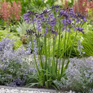 Agapanthus Everpanthus 'Poppin' Purple' 2L - image 6