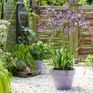 Agapanthus Everpanthus 'Poppin' Purple' 2L - image 7