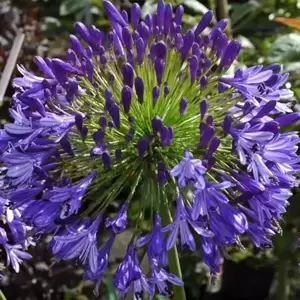Picture Credit - Fairweather's Nursery