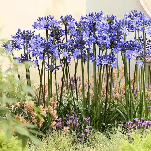 Image Credit - Plantipp BV®