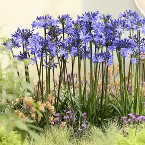 Image Credit - Plantipp BV®