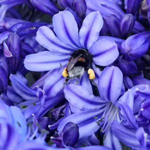 Image Credit - Plantipp BV®