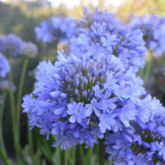 Image Credit: Agapanthus BV