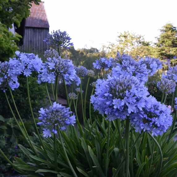Image Credit: Agapanthus BV