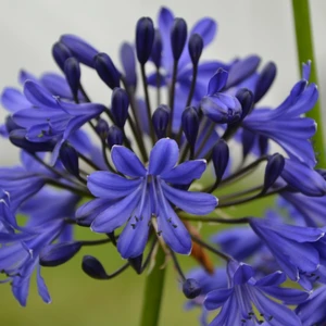 Image Credit: Agapanthus BV
